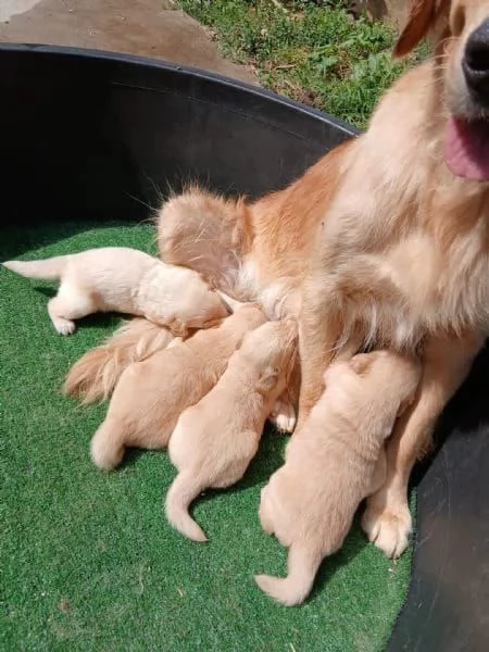 Adorabile Golden Retriever  | Foto 0
