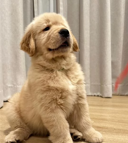 Cuccioli di Golden Retriever in adozione 