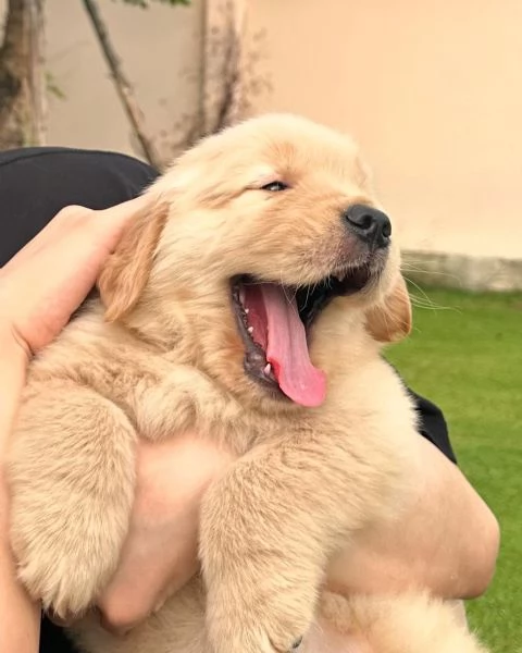 Golden Retriever di razza pura 