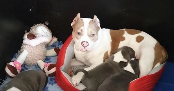 Cuccioli di Pitbull disponibili per l'adozione gratuita  | Foto 1
