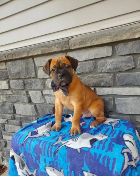 Cuccioli di Cane Corso Adorabili in Adozione – Trova il Tuo Nuovo Migliore Amico! | Foto 0