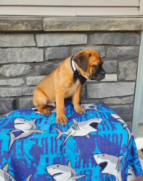 Cuccioli di Cane Corso Adorabili in Adozione – Trova il Tuo Nuovo Migliore Amico! | Foto 4