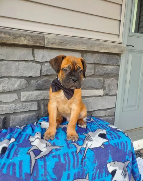 Cuccioli di Cane Corso Adorabili in Adozione – Trova il Tuo Nuovo Migliore Amico! | Foto 2