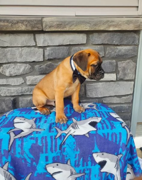 Cuccioli di Cane Corso Adorabili in Adozione – Trova il Tuo Nuovo Migliore Amico! | Foto 0