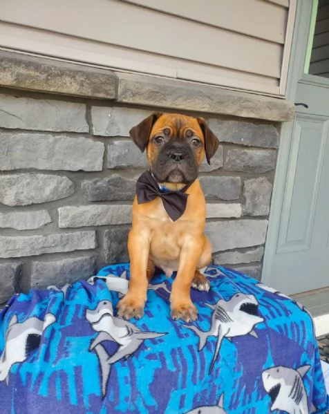 Cuccioli di Cane Corso Adorabili in Adozione – Trova il Tuo Nuovo Migliore Amico! | Foto 5