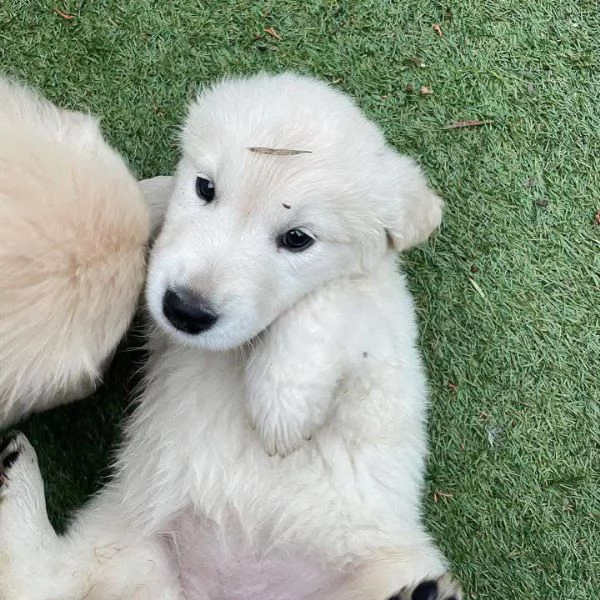 Due cuccioli di Golden Retriever cercano casa! | Foto 0
