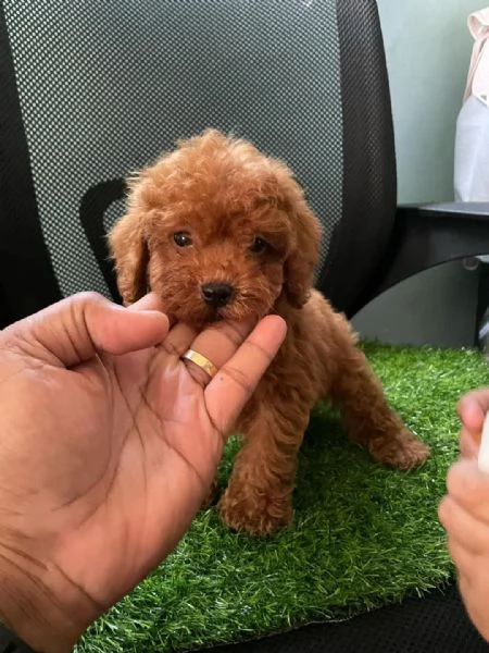 CUCCIOLI DI BARBONCINO TAGLIA TOY