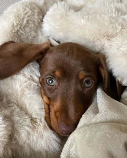 Cuccioli di bassotto | Foto 0