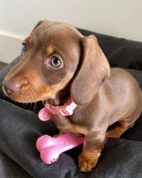 Cuccioli di bassotto