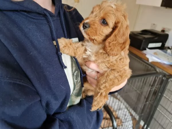 Cuccioli di  Cavoodle )