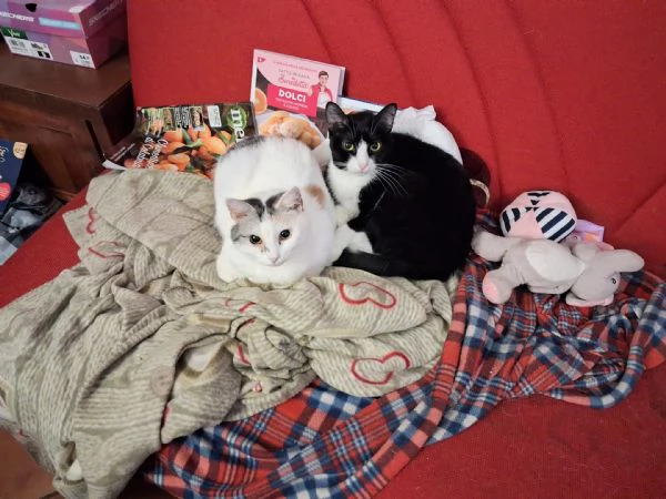 Adozione per Stella e Duchessa, due gattine inseparabili | Foto 0