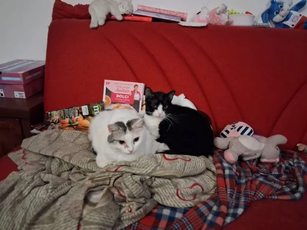 Adozione per Stella e Duchessa, due gattine inseparabili