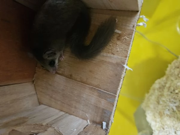 Coppia minighiro africano con teca