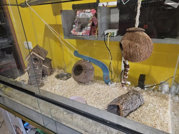 Coppia minighiro africano con teca | Foto 5