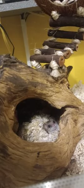 Coppia minighiro africano con teca | Foto 3