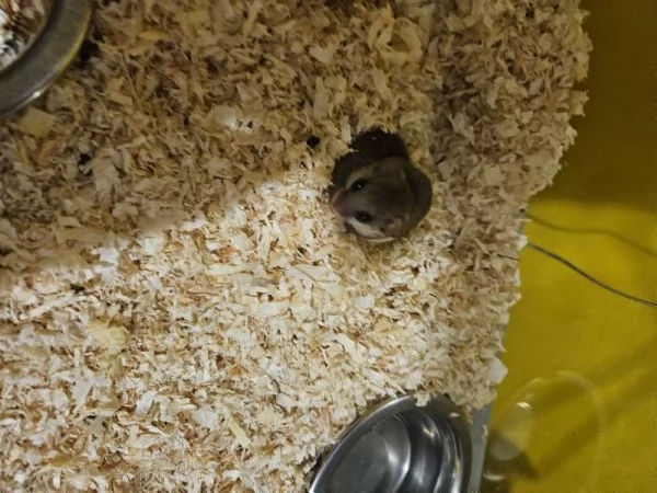 Coppia minighiro africano con teca | Foto 0