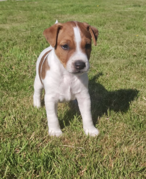  REGALO JACK RUSSEL | Foto 0