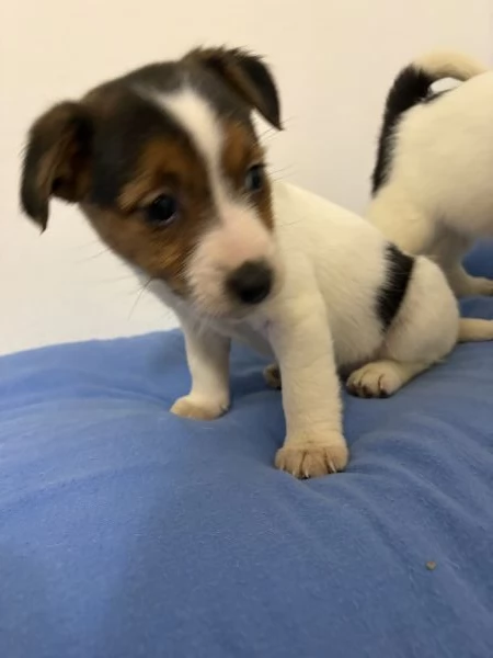 Jack russel