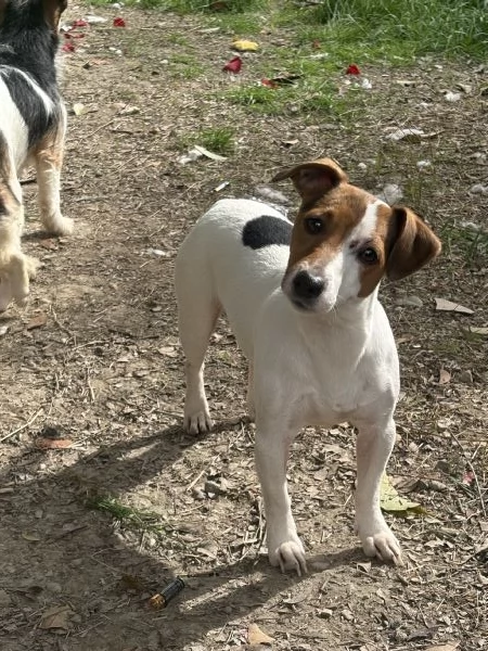Regalo jack russel maschio  | Foto 0
