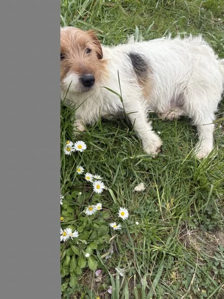 Regalo jack russel maschio 