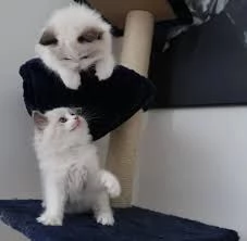 cuccioli di ragdoll