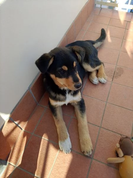 Vendo pastore di 3 mesi