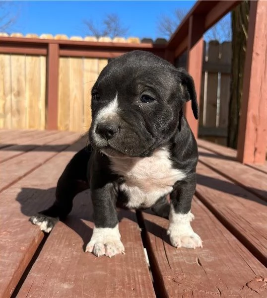Cuccioli pitbull Disponibili bellissimi cuccioli di pitbull, genitori visibili, i cuccioli sono gia 