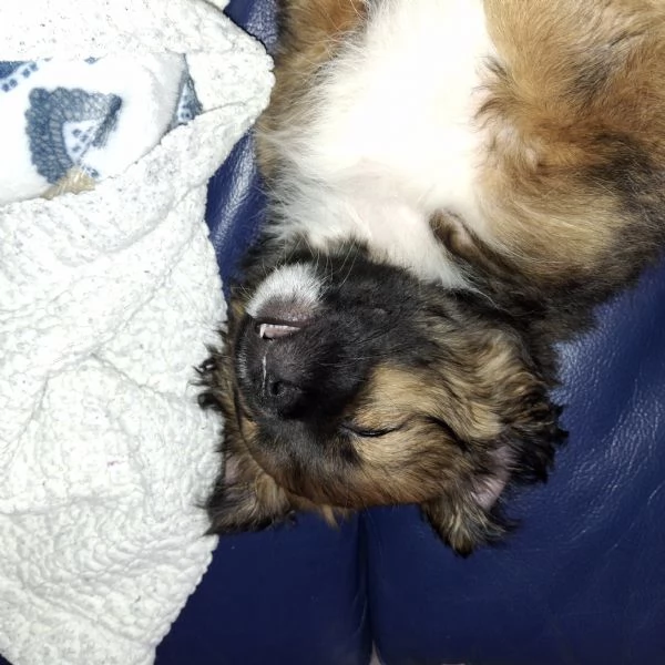 Cucciolo di shitzu