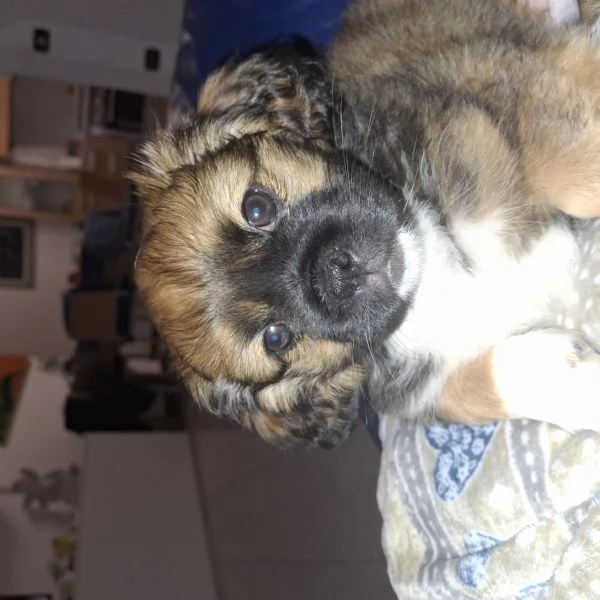 Cucciolo di shitzu | Foto 2