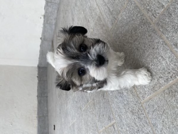 Cuccioli maltipoo | Foto 2