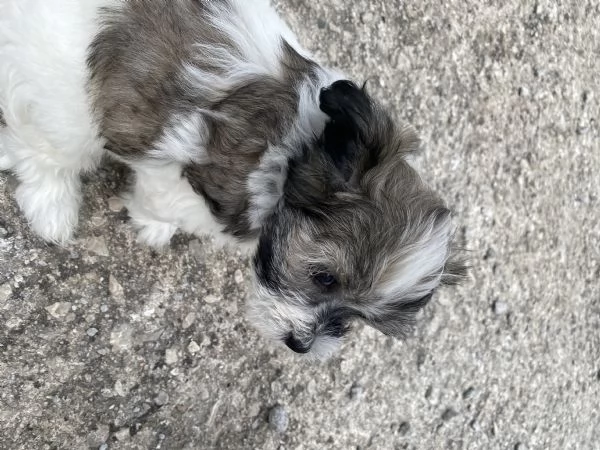 Cuccioli maltipoo | Foto 0