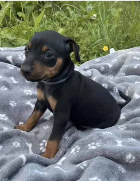  REGALO CUCCIOLI DI PINSCHER 