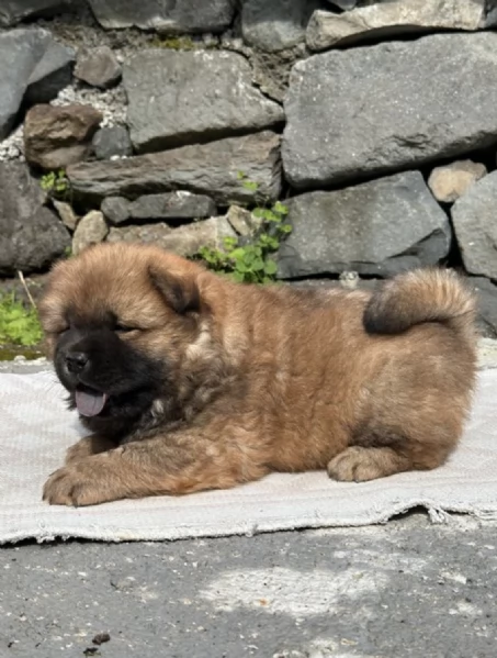  REGALO CHOW CHOW  | Foto 0