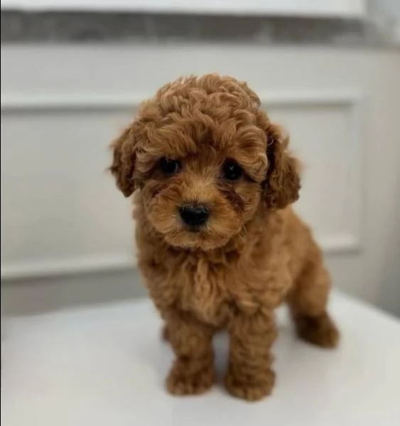 Adozione Barboncino Toy | Foto 0