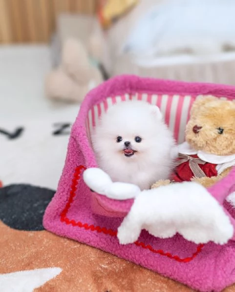 Cuccioli di Pomerania di taglia mini e di razza pura in vendita in Italia 