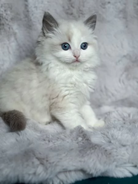 Elegante gattina Ragdoll – Temperamento e bellezza eccezionali