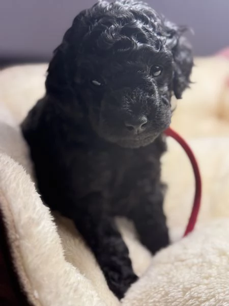 Barboncino nano maschio disponibile | Foto 2