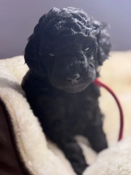 Barboncino nano maschio disponibile | Foto 1