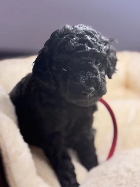 Barboncino nano maschio disponibile