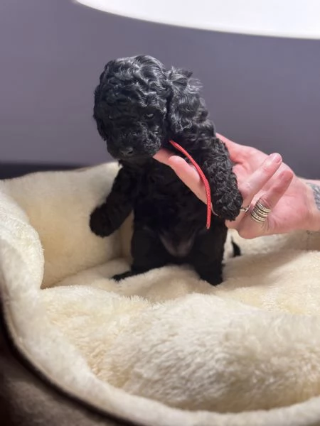 Barboncino nano maschio disponibile | Foto 0