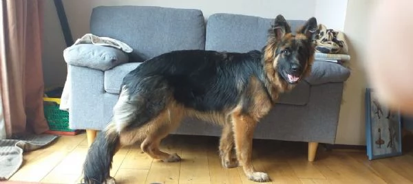 Cuccioli di pastore tedesco di razza pura | Foto 0