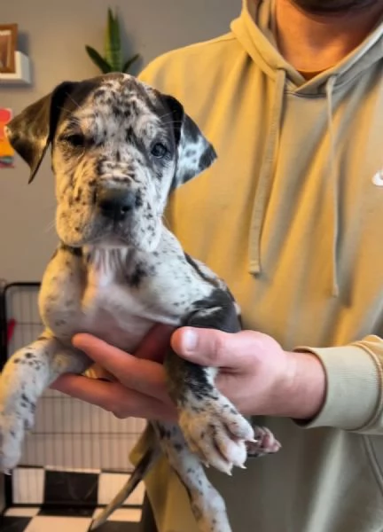 Cuccioli di Alano blu tinta unita | Foto 0