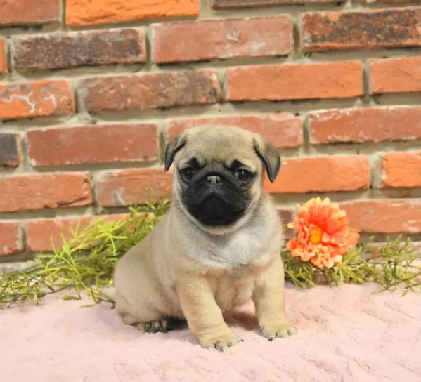 Cuccioli di carlino adorabili e preziosi!