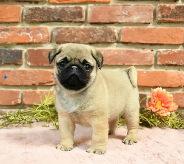 Cuccioli di carlino adorabili e preziosi! | Foto 0