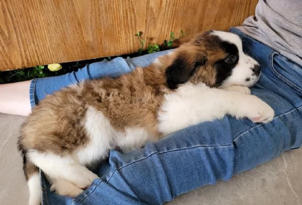 Cuccioli di San Bernardo