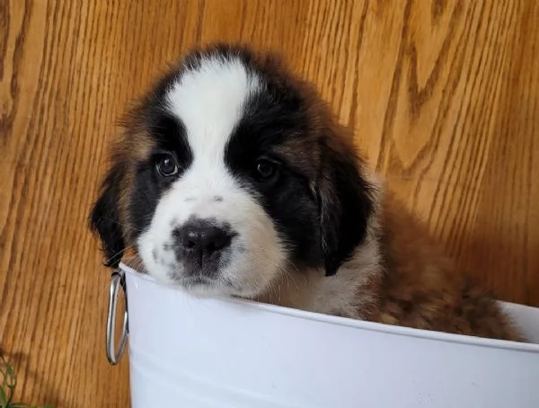 Cuccioli di San Bernardo | Foto 0