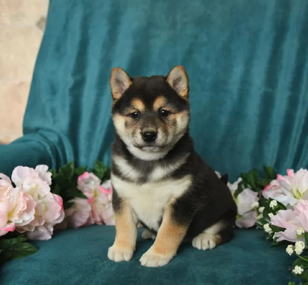 SHIBA INU CUCCIOLI