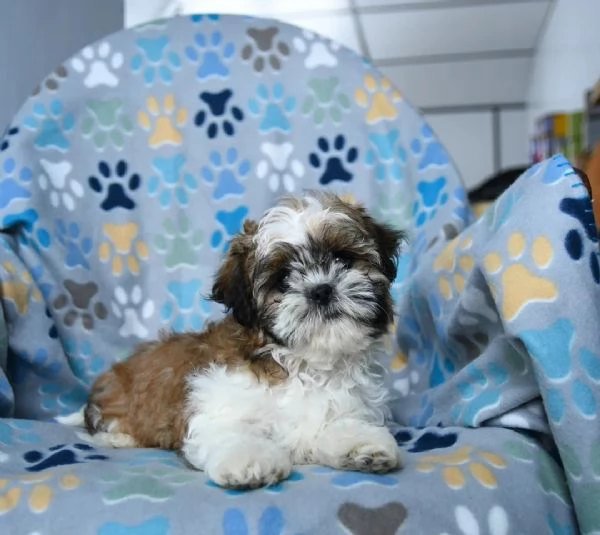 Preziosi, adorabili e affettuosi Shih Tzu!