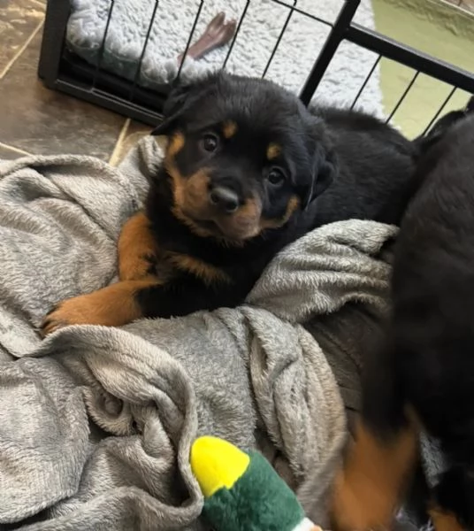 Splendidi cuccioli di Rottweiler.