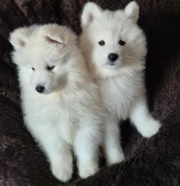 ? Eccezionali cuccioli di Samoiedo testa d'orso 